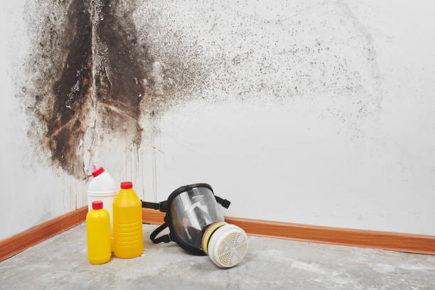 Mold Removal and Inspection in Cookson, OK