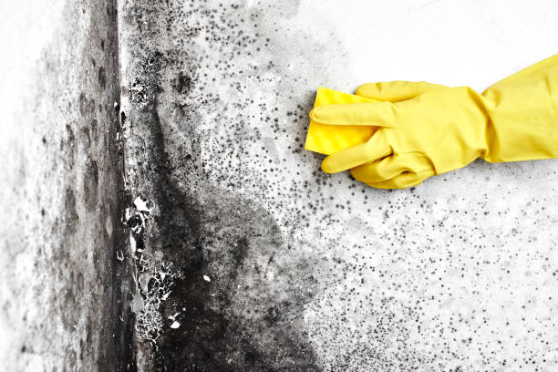 Best Same-Day Mold Removal  in Coson, OK