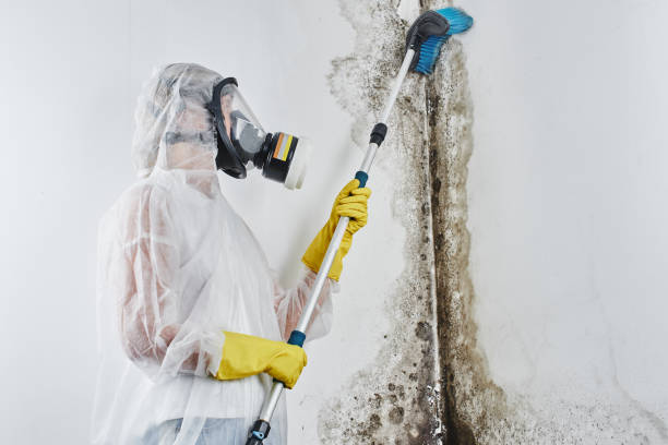 Best Best Mold Removal Companies  in Coson, OK