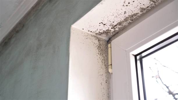 Best Black Mold Removal  in Coson, OK