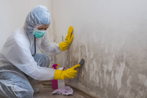 Best Home Mold Removal  in Coson, OK
