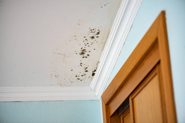 Best Local Mold Removal Service  in Coson, OK