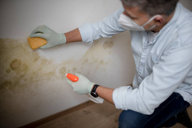 Best Mold Removal Company Near Me  in Coson, OK