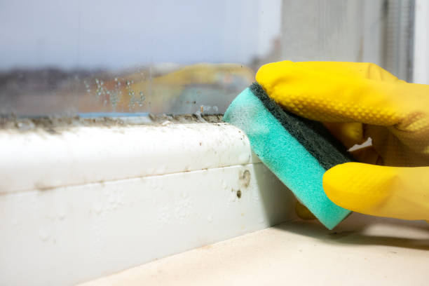 Best Black Mold Removal  in Coson, OK