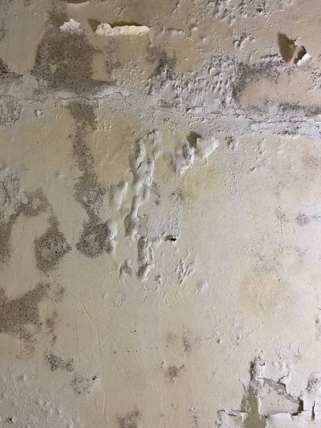 Best Fast Mold Removal  in Coson, OK