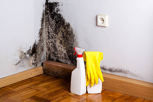 Best Office Mold Removal Services  in Coson, OK