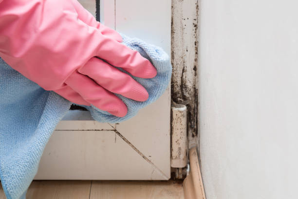 Best Affordable Mold Removal  in Coson, OK